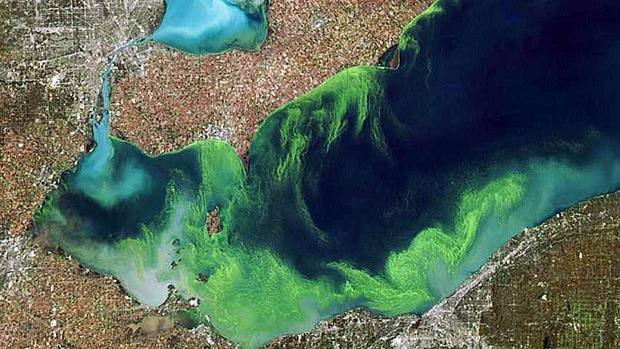 Prolifération d'algues